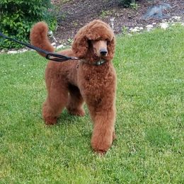 Romeo - Poodle