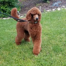 Romeo - Poodle