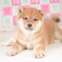 Saki 🩷 Red Girl - Red female Shiba Inu puppy in Neosho, Missouri from Sunny Terrace Shibas