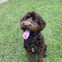 Gen - Labradoodle
