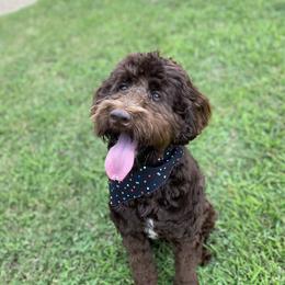 Gen - Labradoodle