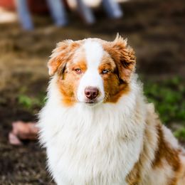 Judge - Australian Shepherd