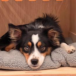 Toy Australian Shepherd Puppies from Kickapoo Creek Toy Aussies