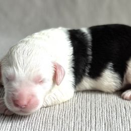 Van - Sheepadoodle puppy in California from Sheepadoodles of Orange County