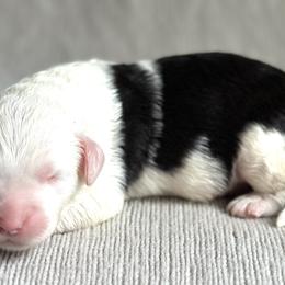 Van - Sheepadoodle puppy in California from Sheepadoodles of Orange County