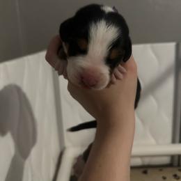 Purple Girl - Black, white and red female Greater Swiss Mountain Dog puppy in Lower Burrell, Pennsylvania from Polyanna’s GSMD