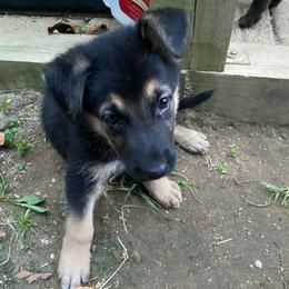 Tan collar - Black and tan male German Shepherd puppy in Rockbridge, Ohio from Sandy’s Shepherds