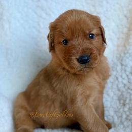 Nellie - Dark golden female Golden Retriever puppy in La Verne, California from 4LoveofGoldens