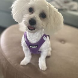 Coton de Tulear All Grown Up from Seven Seas Cotons