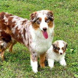 Honey - Australian Shepherd