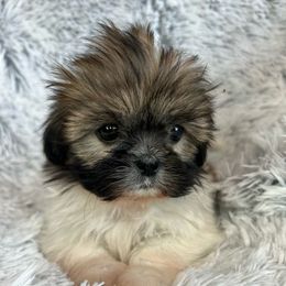 Shih Tzu Puppies from South Central Shih Tzus