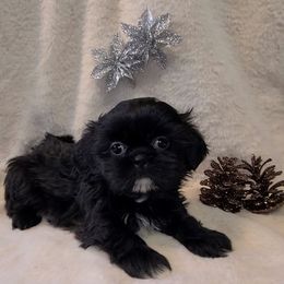 Girl 1 - Black female Shih Tzu puppy in Bishop, California from Shih Tzu G-ma
