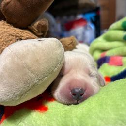Girl 2 - Yellow female Labrador Retriever puppy in Turner, Maine from Bear Pond Retrievers