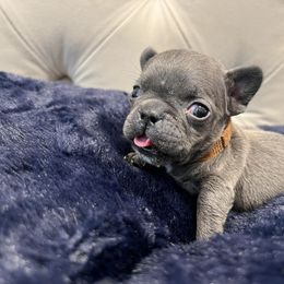 French Bulldog Puppies from Pardon My Frenchiez Kennels