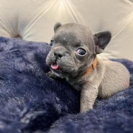 French Bulldog Puppies from Pardon My Frenchiez Kennels