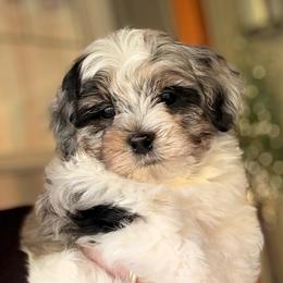 Kit - Silver male Havapoo puppy in Roseburg, Oregon from Sharon’s Sheepadoodle’s