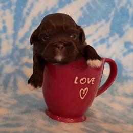 Phoenix - Liver male Shih Tzu puppy in Silver Springs, Nevada from Meadowlyn's Dream Shih Tzu