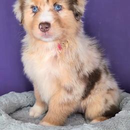Quinn4Girl2- RMF,NBT,AKC,OFAs,Genetics - Red merle female Australian Shepherd puppy in South Hill, Virginia from Silverside Aussies LLC