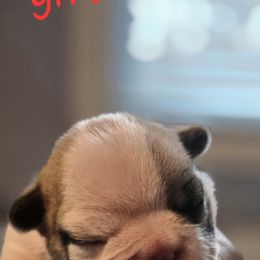 No name yet - White and fawn female French Bulldog puppy in Willow Spring, North Carolina from Alcide kennels
