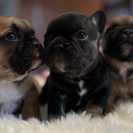 French Bulldogs from Bartletts Pure Farm Frenchies