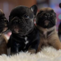 French Bulldogs from Bartletts Pure Farm Frenchies