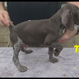 Boy 4 - Liver roan male German Shorthaired Pointer puppy in Dahlonega, Georgia from Pointer Mountain Bird Dogs