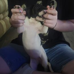Emma - Black and white female Great Dane puppy in Pollock, Louisiana from Danes Done Right