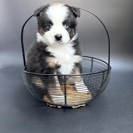 Matrix - Black tri male Miniature Australian Shepherd puppy in Covington, Pennsylvania from Rigas Mini Aussies LLC