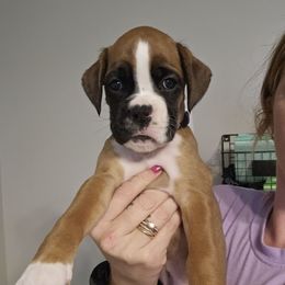 Girl 5 - Fawn female Boxer puppy in Piedmont, South Carolina from SmashBox Kennel