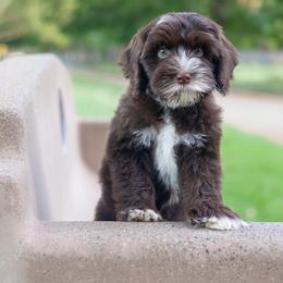Macaron - Chocolate male Australian Labradoodle puppy in Redding, California from Shasta Royal Monroe Puppies