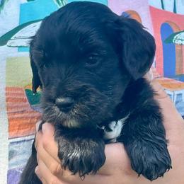 Red - Black male Goldendoodle puppy in Holland, Michigan from WAG 52nd
