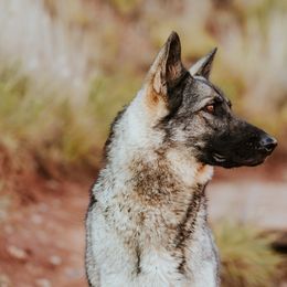 Australian Cattle Dogs and German Shepherds from Flying D Kennels