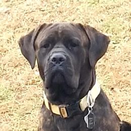 Gabrial  - Cane Corso