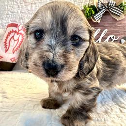 Queena - Cream female Dachshund puppy in Hensley, Arkansas from The Dachshund Barn