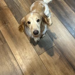 Whiskey - Dachshund