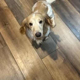 Whiskey - Dachshund