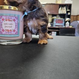 Blue Collar - Chocolate and tan male Yorkshire Terrier puppy in Augusta, Georgia from Melissa's Paw Impressions