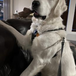 Golden Retriever All Grown Up from West KY Goldens and Doodles