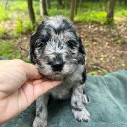 Rain - Merle female Goldendoodle puppy in New Ringgold, Pennsylvania from Hawk Mountain Doodles