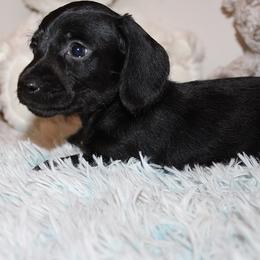 Boy 1 - Black male Dachshund puppy in Craig, Colorado from Rocky Mountain Shih Tzus and Dry Creek Miniature Dachshunds