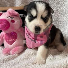 Stormy - Black and white female Siberian Husky puppy in Lagro, Indiana from Siberian Huskies-Beckham the Great