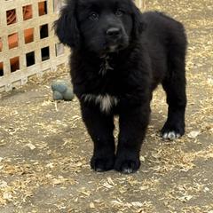 Female - female Golden Mountain Dog puppy in Tacoma, Washington from Canyon Meadows Farm