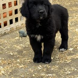 Female - female Golden Mountain Dog puppy in Tacoma, Washington from Canyon Meadows Farm