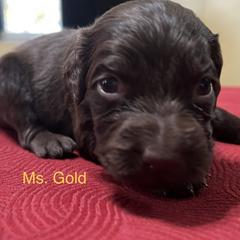 Boykin Spaniel Puppies from Taensas Boykins