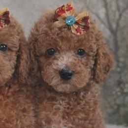 Cavapoos and Sheepadoodles from Oregon Poodle Oodle Doodles