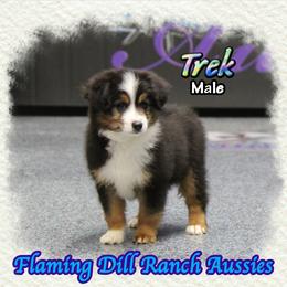 Trek - Black tri male Toy Australian Shepherd puppy in Forestburg, Texas from Flaming Dill Ranch Aussies