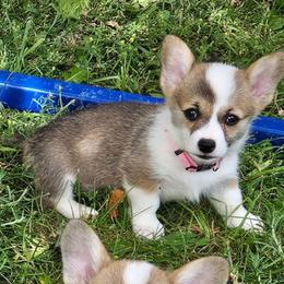 Pink girl - Red female Pembroke Welsh Corgi puppy in Corvallis, Montana from Montana Corgi Corral