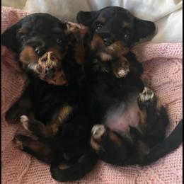 Maltipoo puppies from Bluebonnett Maltipoos and Cavapoos