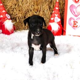 Irry Male 3 - Seal male Italian Greyhound puppy in Sparta Tn And Caryville Fl, Tennessee from Summerwind Kennel
