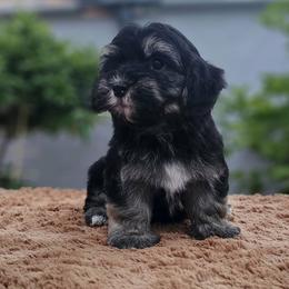 Cavachon, Cavalier King Charles Spaniel, Cavapoo, and Havanese Puppies from Peaks Pups & Cavachon Love Chocolate Cavaliers, Cavaliers, Cavachon’s, Cavapoos & Havanese